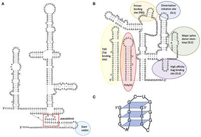 RNA Structure—A Neglected Puppet Master for the Evolution of Virus and Host Immunity